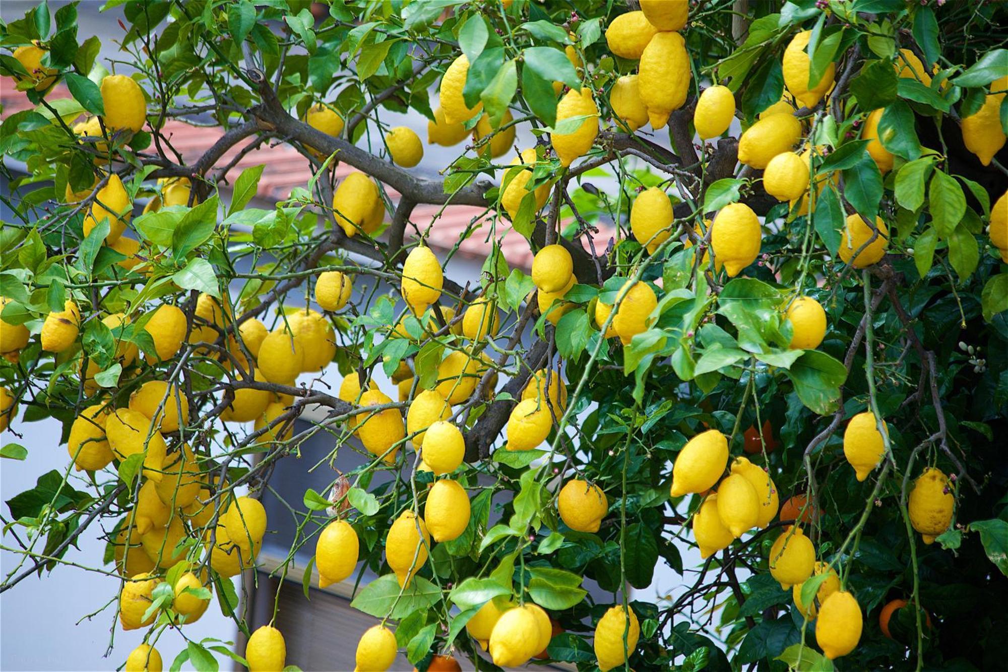 Bed and Breakfast Il Giardino Segreto Península Sorrentina Exterior foto